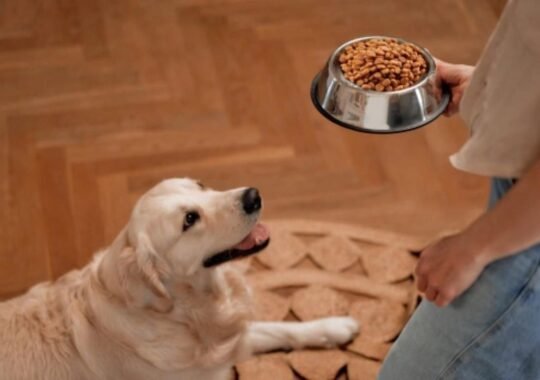 Balanced Nutrition for Pets: A Complete Guide to Feeding Dogs, Cats, and Small Animals