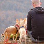 Flea Prevention Tactics Every Pet Owner Should Know