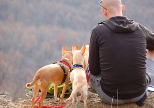 Flea Prevention Tactics Every Pet Owner Should Know