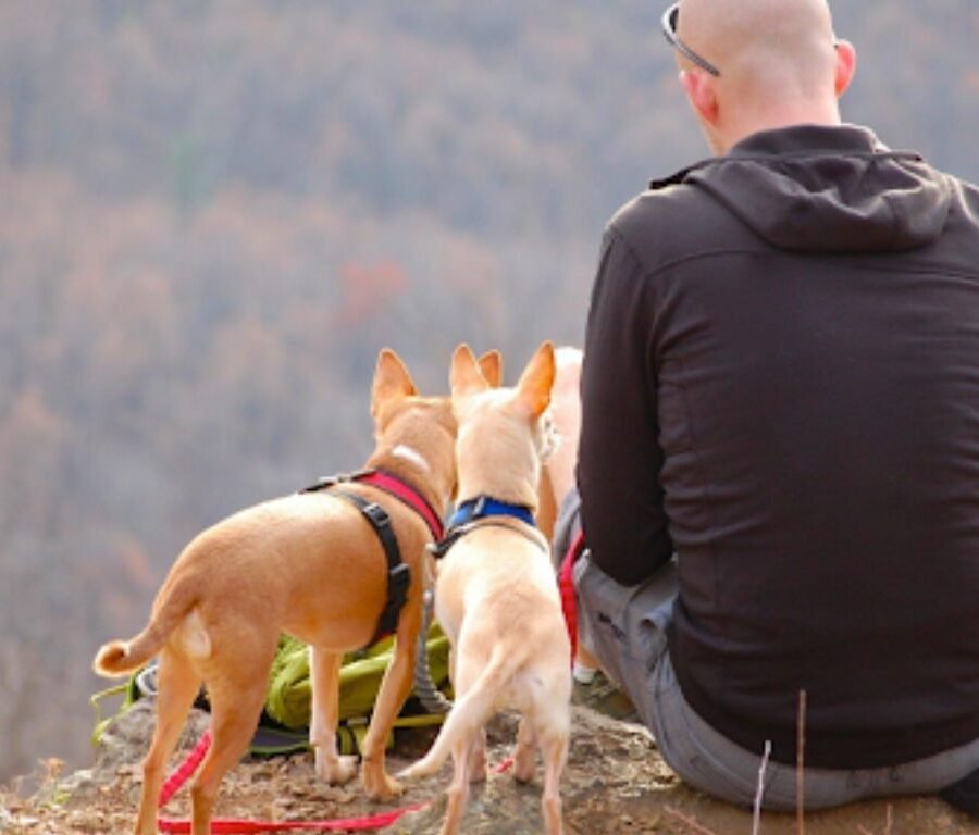 Flea Prevention Tactics Every Pet Owner Should Know