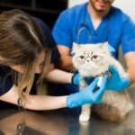Essential Financial Foundations for Long-Term Veterinary Success