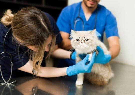 Essential Financial Foundations for Long-Term Veterinary Success