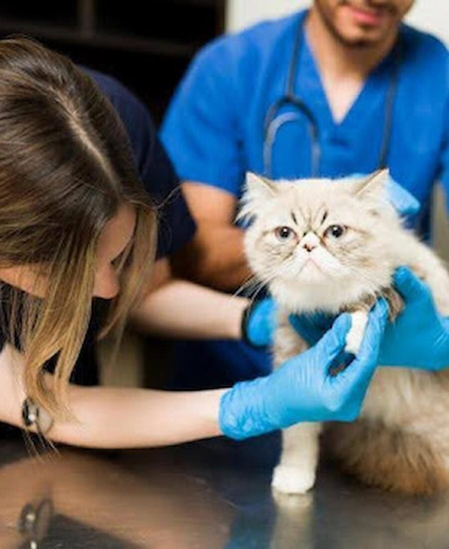 Essential Financial Foundations for Long-Term Veterinary Success