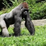 Journey Through Misty Forests for Rare Wildlife Encounters