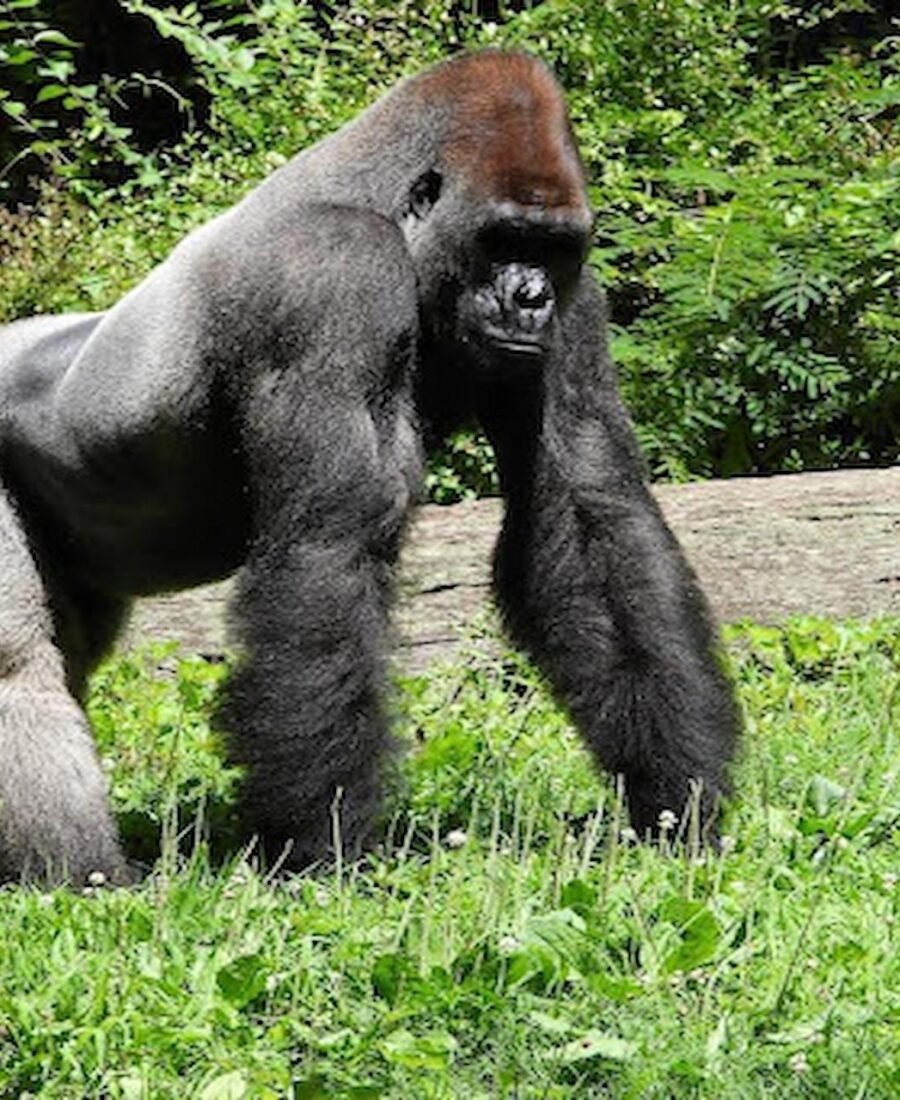 Journey Through Misty Forests for Rare Wildlife Encounters