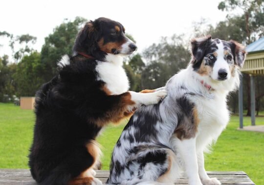 Find Quality Nutrition for Strong, Healthy Animals