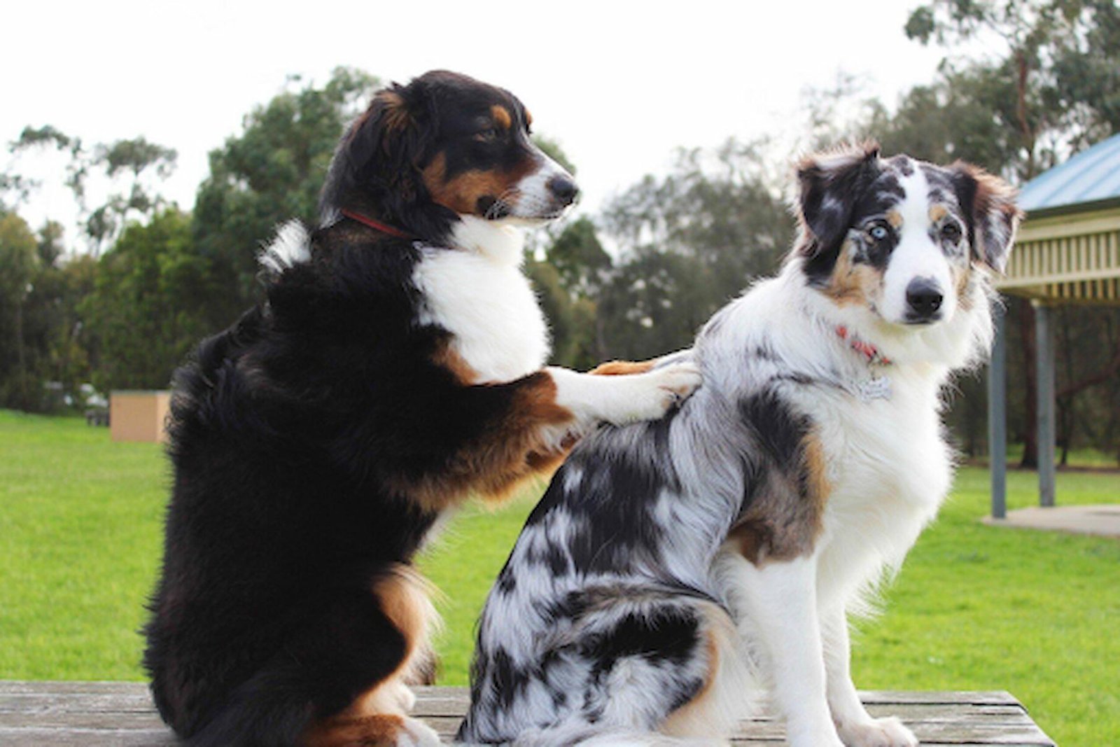 Find Quality Nutrition for Strong, Healthy Animals