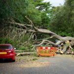 Tree Removal Services: A Complete Guide for Homeowners