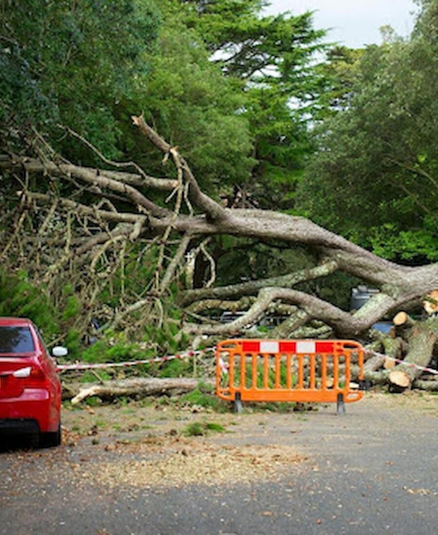 Tree Removal Services: A Complete Guide for Homeowners