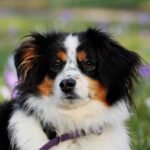 Top Essentials for First-Time Dog Owners