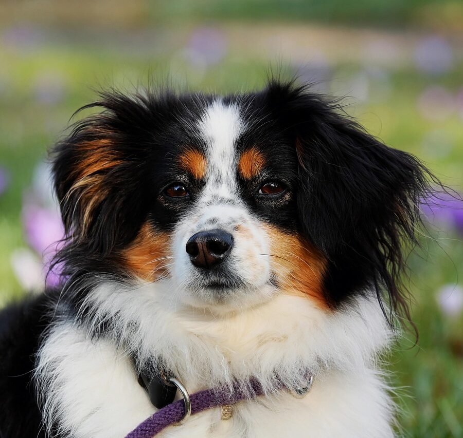 Top Essentials for First-Time Dog Owners