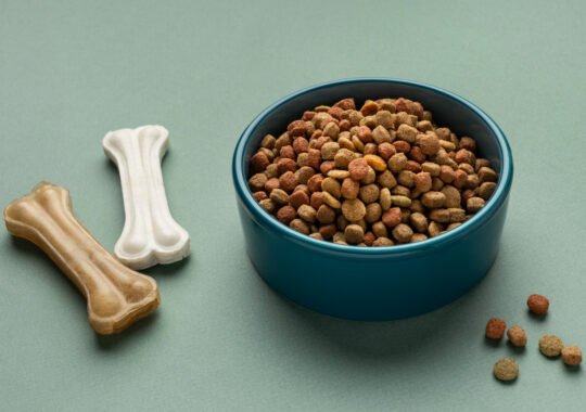 How To Choose The Right Nutrition Plan For Puppies