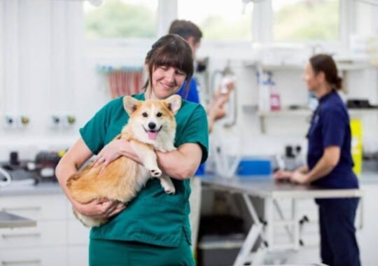 Vital Life-Saving Techniques for Animal Emergencies