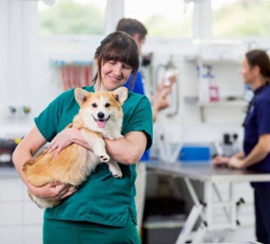 Vital Life-Saving Techniques for Animal Emergencies