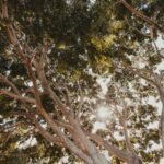 Lewis Center, Ohio Champion Trees: Exploring The Area’s Record-Breaking Giants and Natural Landmarks