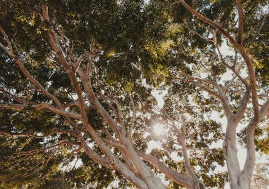 Lewis Center, Ohio Champion Trees: Exploring The Area’s Record-Breaking Giants and Natural Landmarks