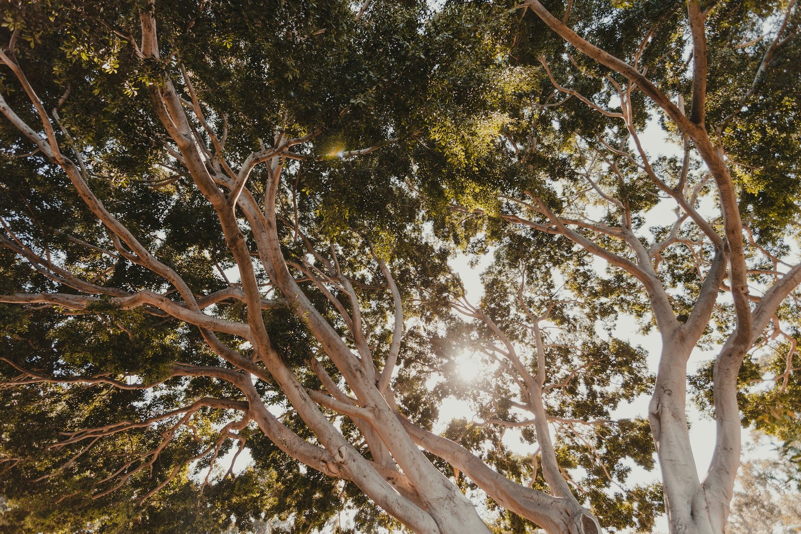 Lewis Center, Ohio Champion Trees: Exploring The Area’s Record-Breaking Giants and Natural Landmarks