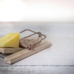 Why DIY Rodent Treatments Often Fail Long Term