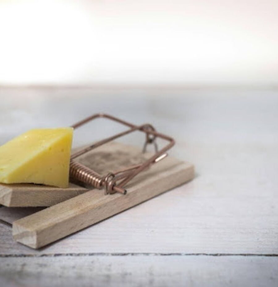 Why DIY Rodent Treatments Often Fail Long Term