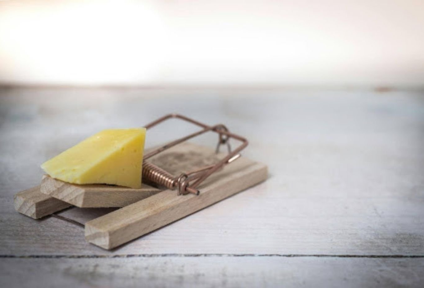 Why DIY Rodent Treatments Often Fail Long Term