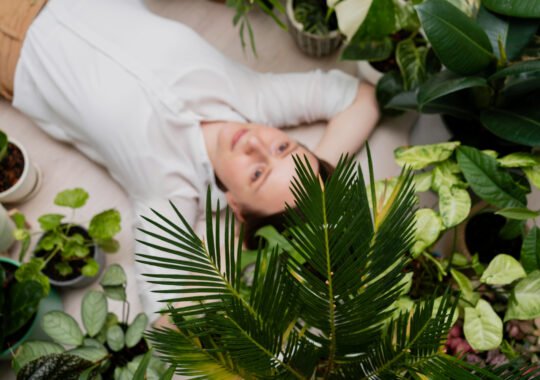 The Growing Trend of Plant-Based Stress Remedies for Better Evening Routines