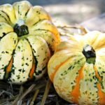 Seasonal Decor Swaps: Transitioning Your Home for Every Season