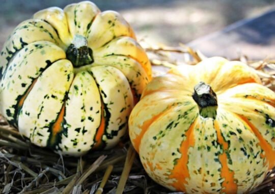 Seasonal Decor Swaps: Transitioning Your Home for Every Season