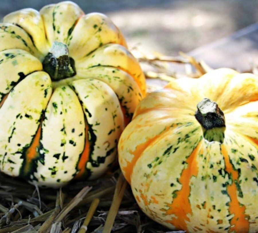Seasonal Decor Swaps: Transitioning Your Home for Every Season