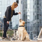 7 Best Dog Bite Lawyers in Chicago
