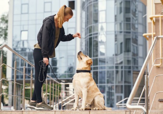 7 Best Dog Bite Lawyers in Chicago