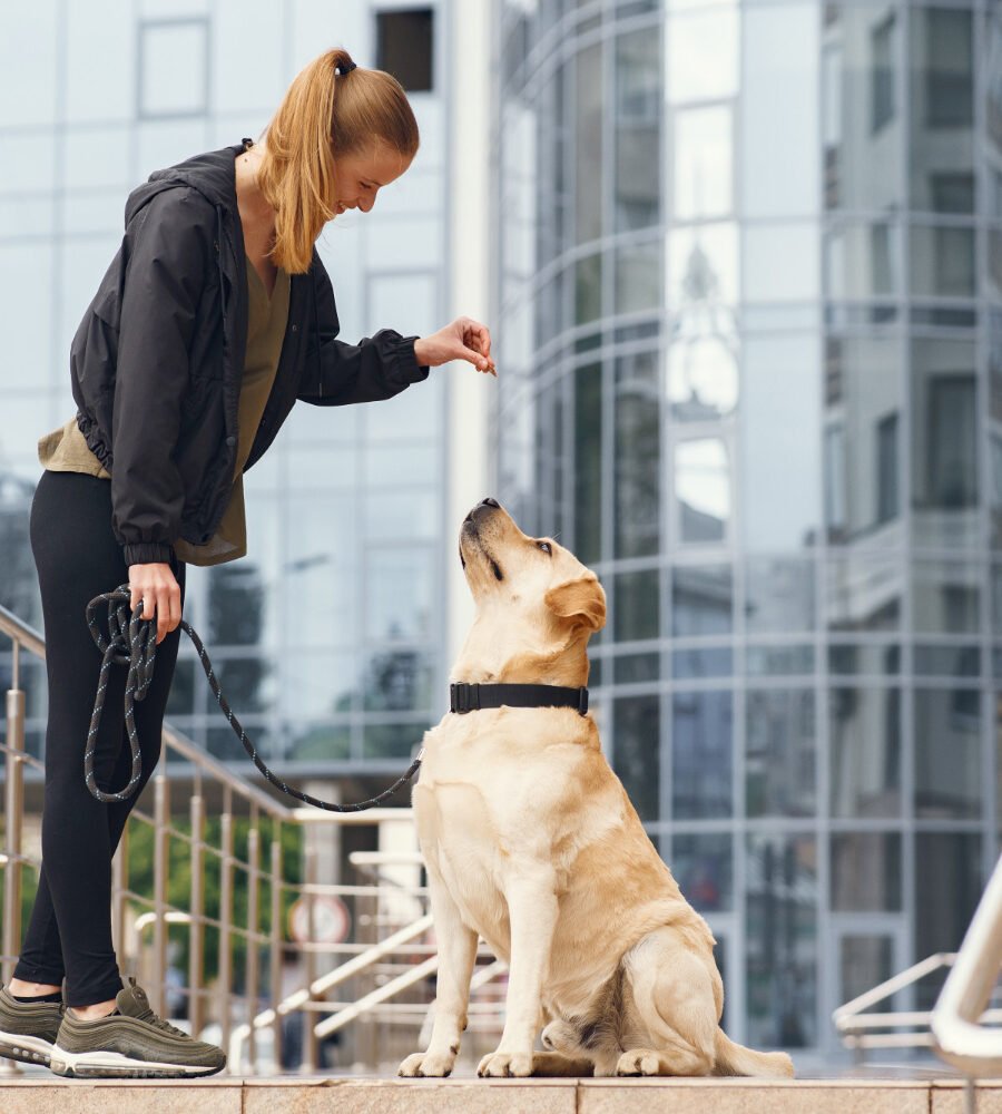 7 Best Dog Bite Lawyers in Chicago