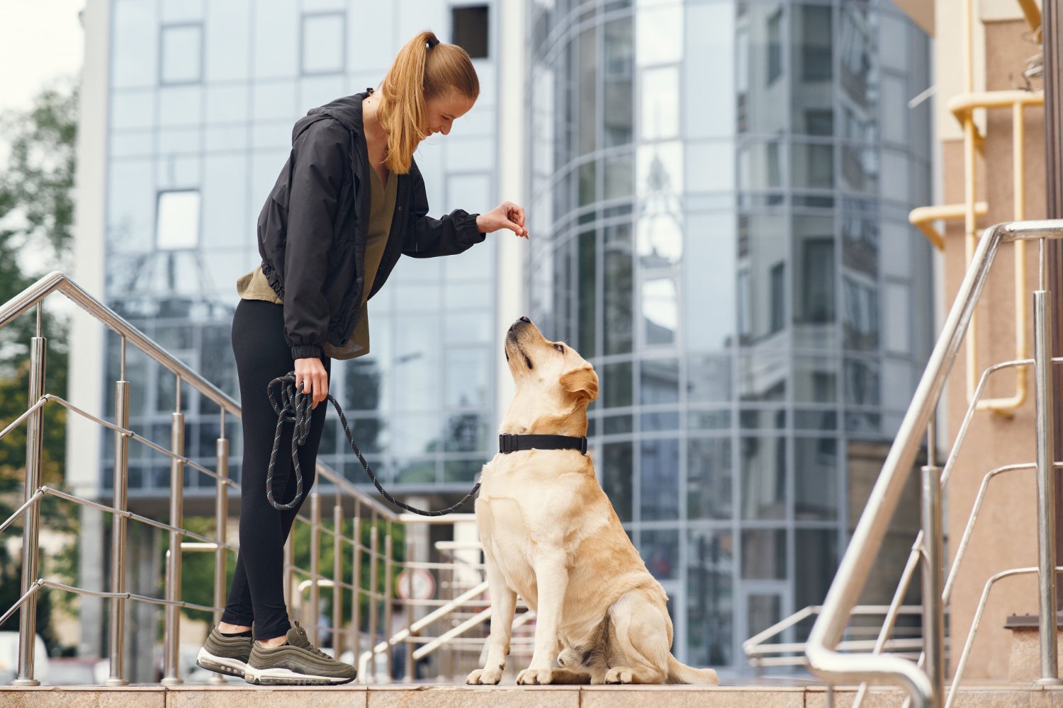 7 Best Dog Bite Lawyers in Chicago
