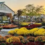 How to Choose the Best Garden Center in Northern Virginia: A Complete Guide