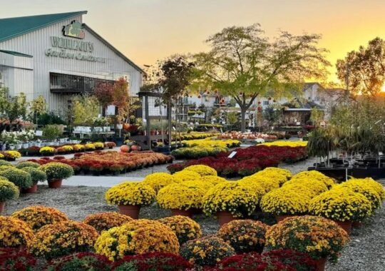 How to Choose the Best Garden Center in Northern Virginia: A Complete Guide
