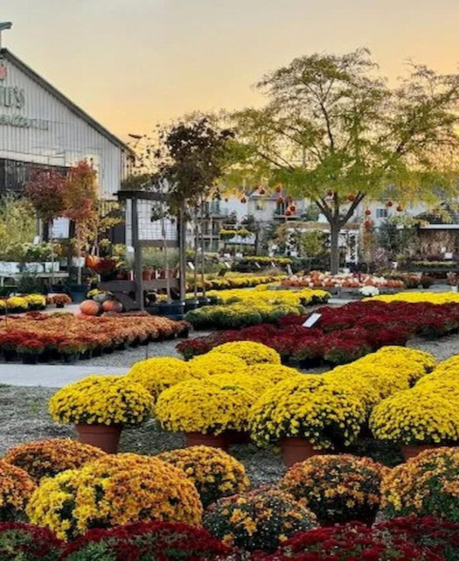 How to Choose the Best Garden Center in Northern Virginia: A Complete Guide