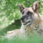The Daily Care Routine That Helps Senior Dogs Stay Active Longer