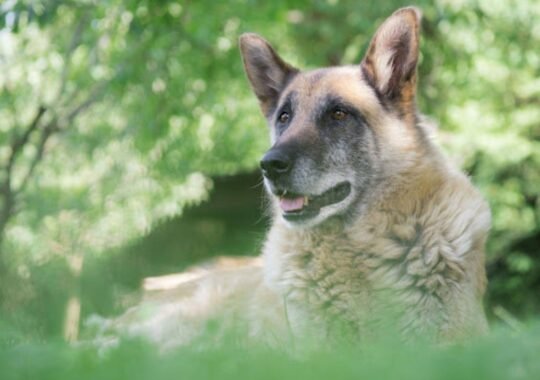 The Daily Care Routine That Helps Senior Dogs Stay Active Longer