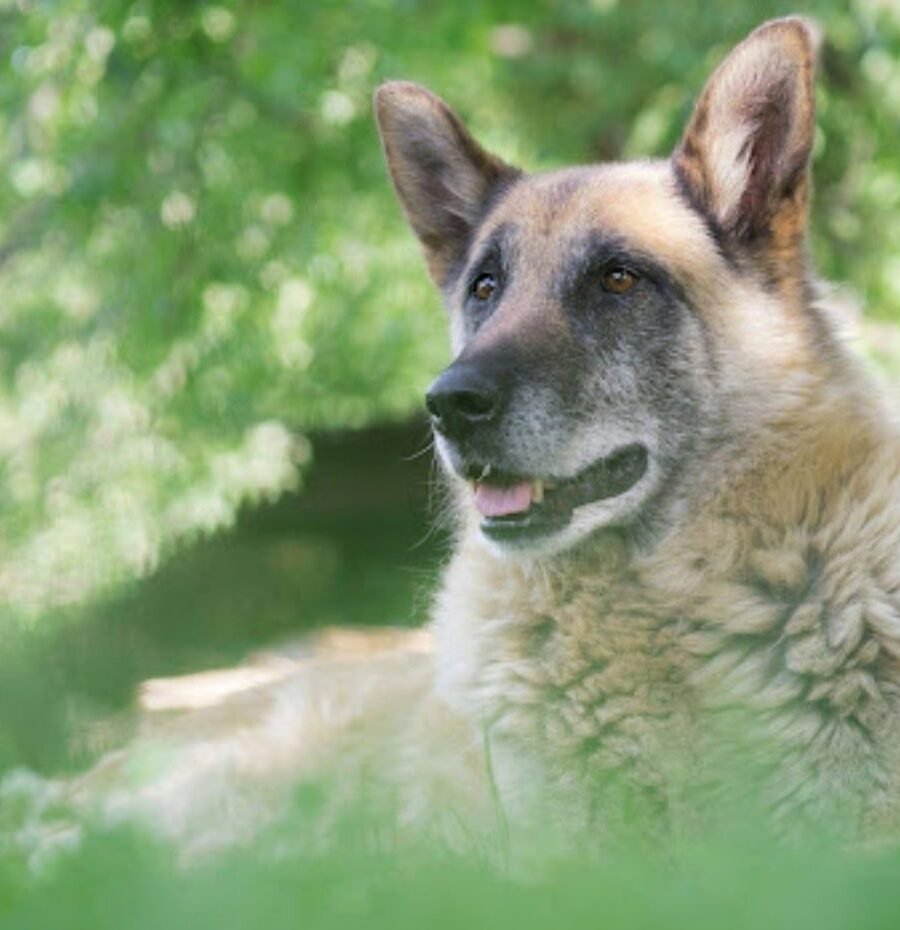The Daily Care Routine That Helps Senior Dogs Stay Active Longer
