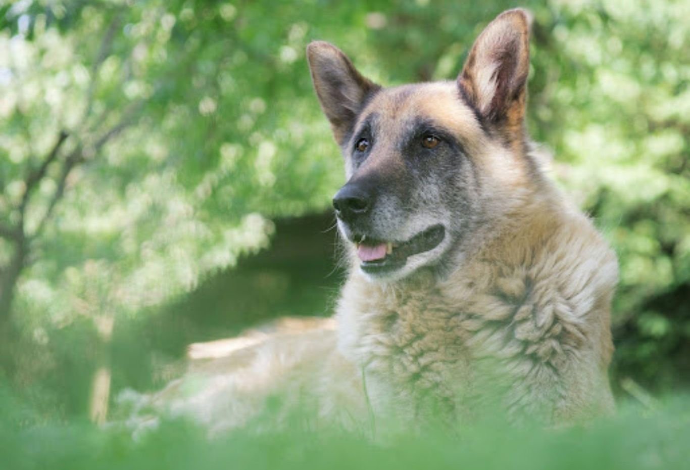 The Daily Care Routine That Helps Senior Dogs Stay Active Longer