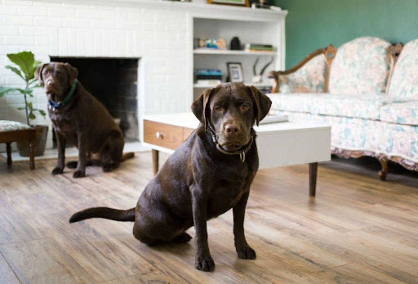The Daily Care Routine That Helps Senior Dogs 