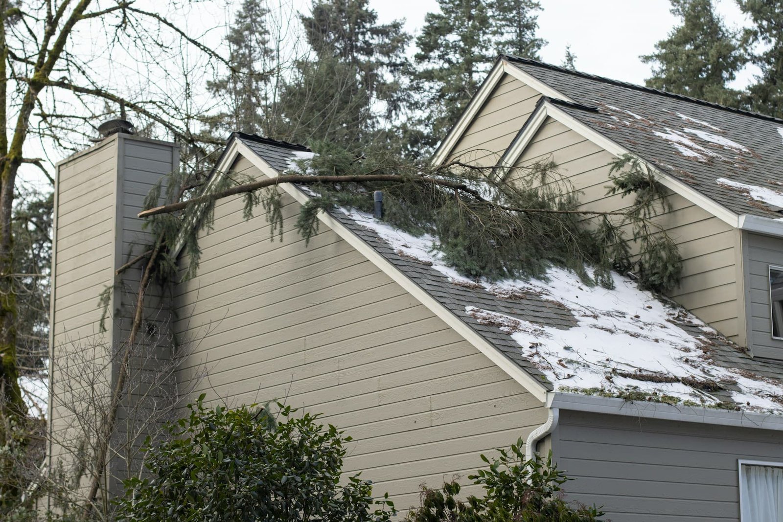 Managing Storm-Damaged Trees in Charles County, MD: Safe Removal and Prevention Tips
