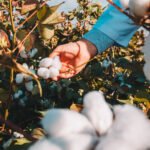 What Makes Egyptian Cotton Different From Pima Cotton?