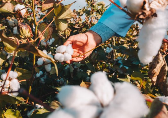 What Makes Egyptian Cotton Different From Pima Cotton?