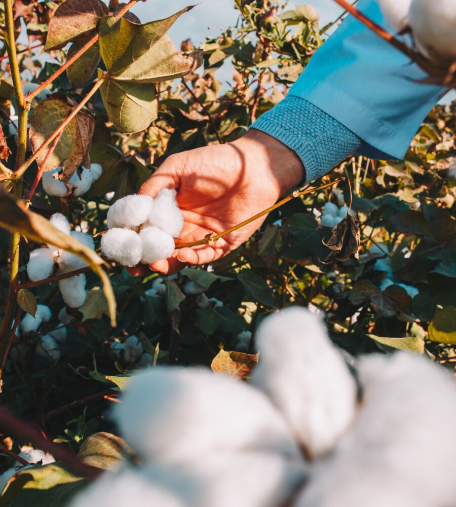 What Makes Egyptian Cotton Different From Pima Cotton?
