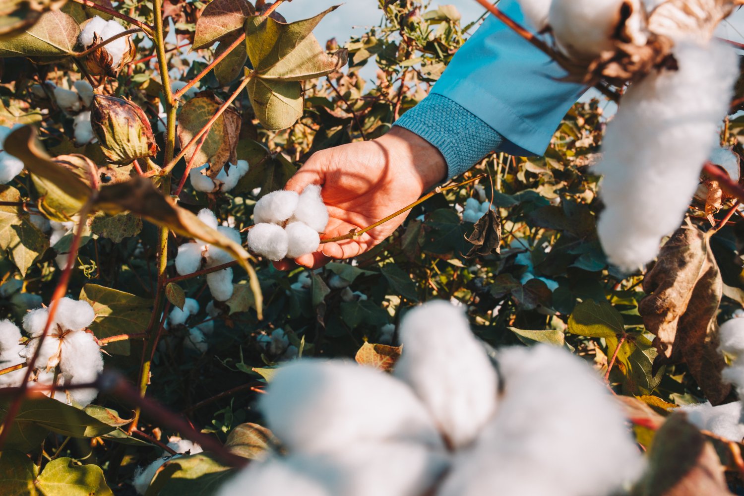 What Makes Egyptian Cotton Different From Pima Cotton?